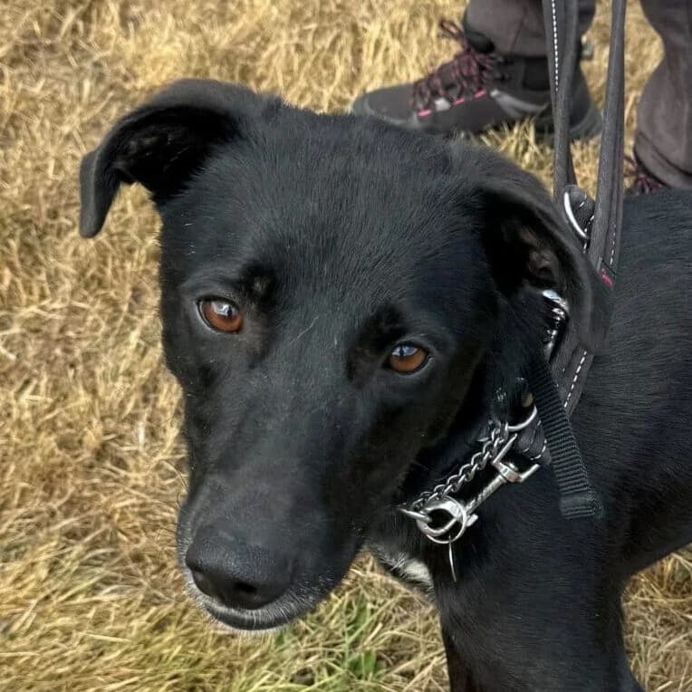 Dylan, Mixed Breed for adoption at Forest Dog Rescue