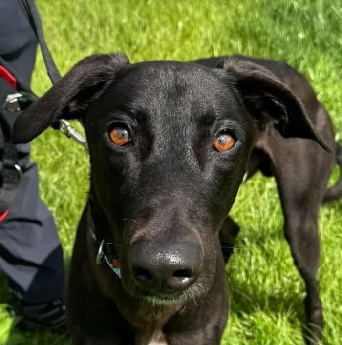 Floyd, Greyhound for adoption at Forest Dog Rescue