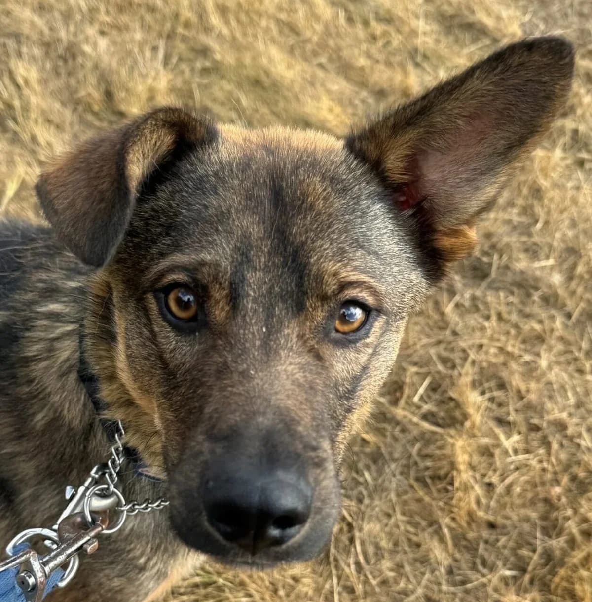 Flynt, Mixed Breed for adoption at Forest Dog Rescue