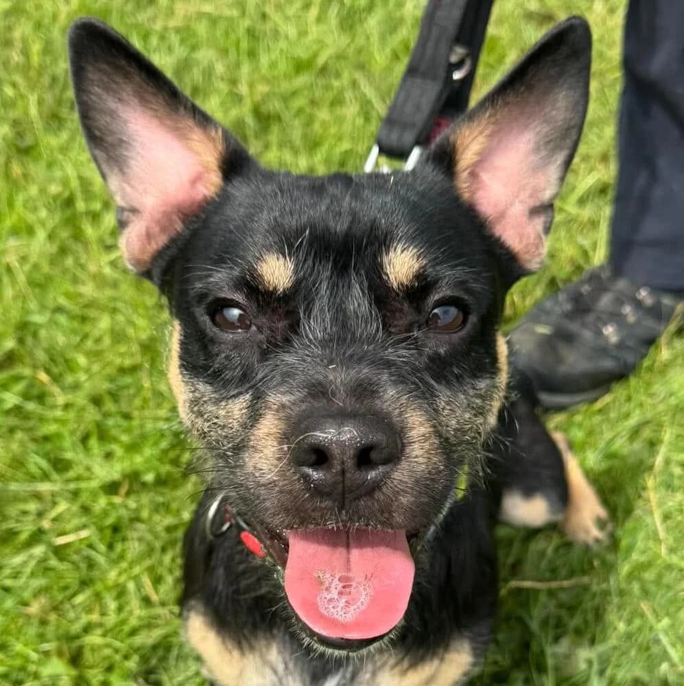 Iggy, mixed breed for adoption at Forest Dog Rescue