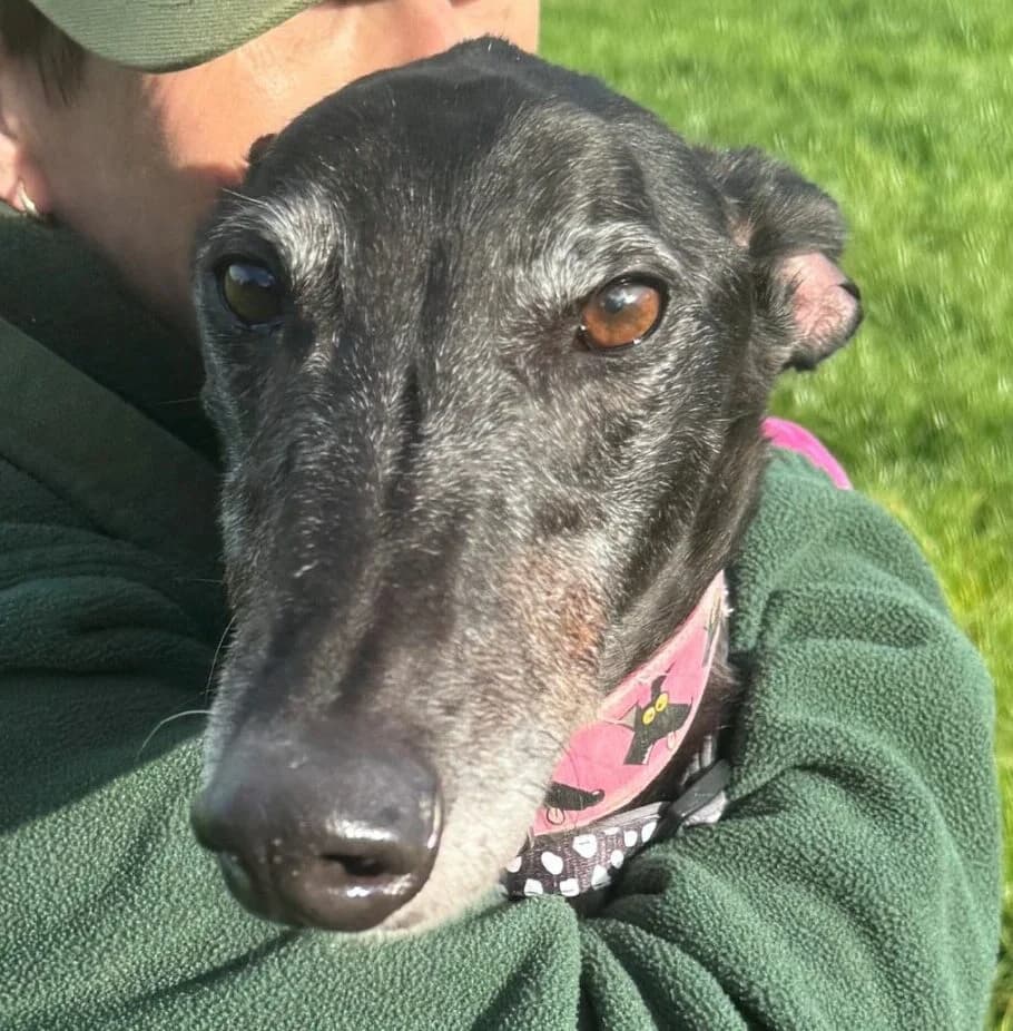 Indy, Greyhound for adoption at Forest Dog Rescue
