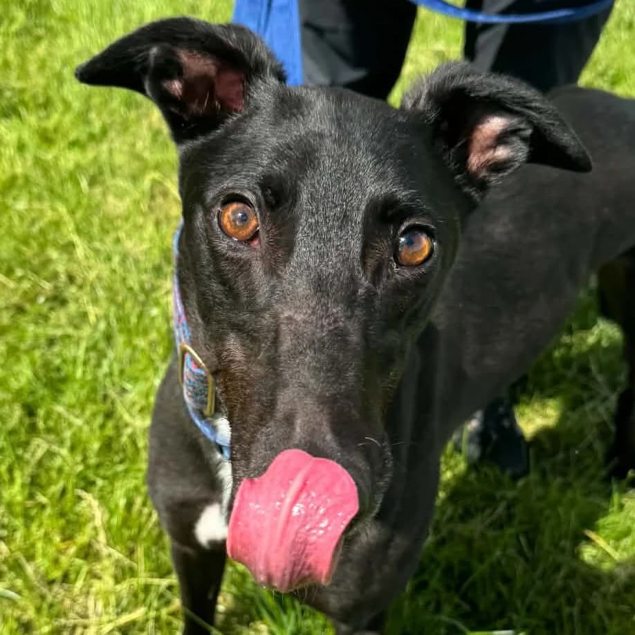 Jonathan, Greyhound for adoption at Forest Dog Rescue