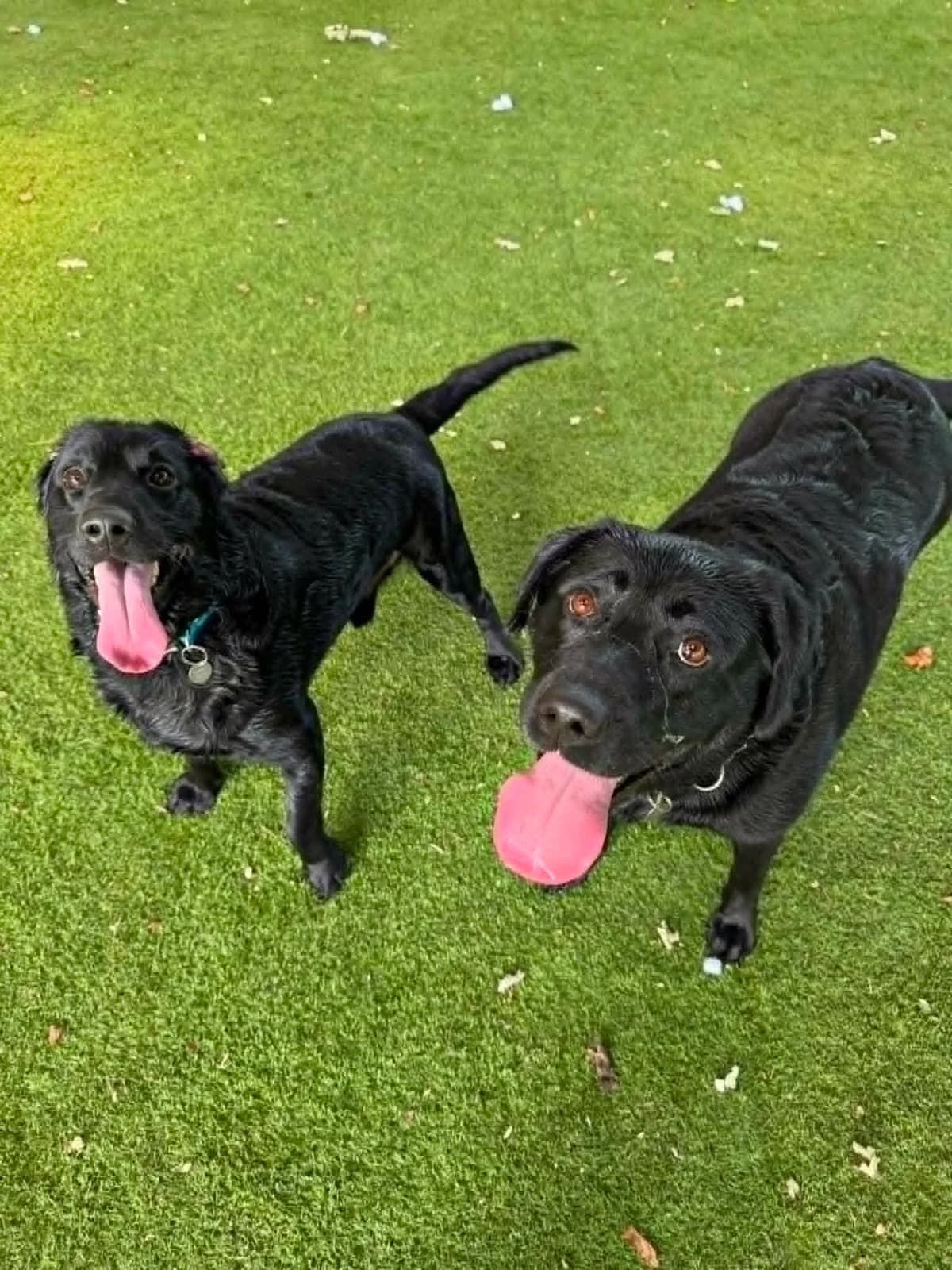 Millie &, mixed breed for adoption at Forest Dog Rescue