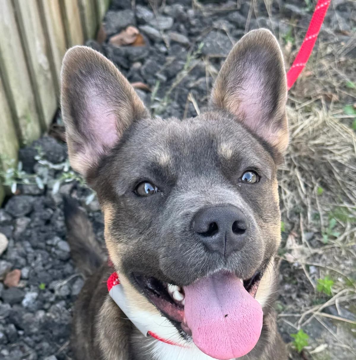 Ozzy, Mixed Breed for adoption at Forest Dog Rescue