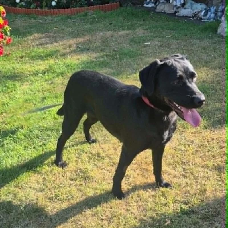 Georgie, female senior Labrador Retriever for adoption at Forest of Dean Dog Rescue