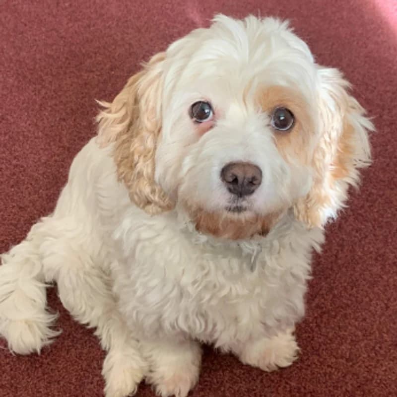 Millie, female mixed breed for adoption at Forest of Dean Dog Rescue