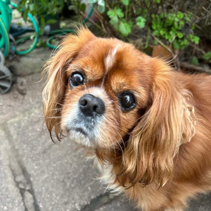 Available, Cavalier King Charles Spaniel for adoption at Forest of Dean Dog Rescue