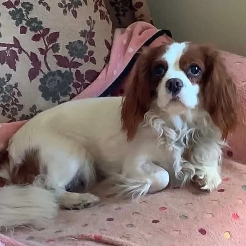 sophie2, female Cavalier King Charles Spaniel for adoption at Forest of Dean Dog Rescue