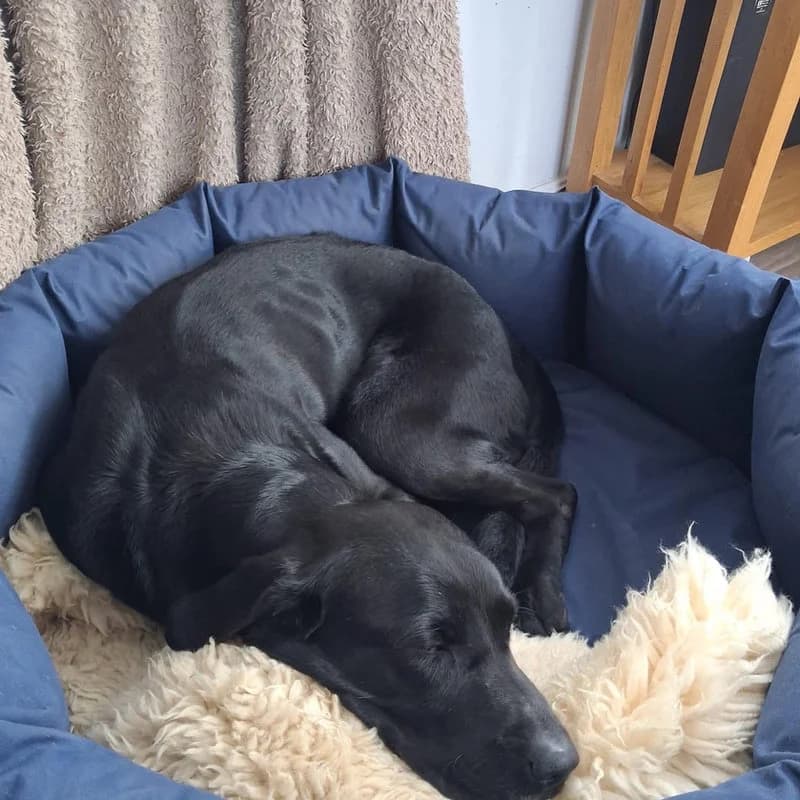 Available, Labrador Retriever for adoption at Forest of Dean Dog Rescue