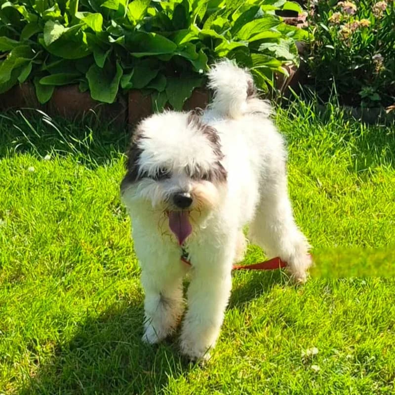 Available, Bichon Frisé for adoption at Forest of Dean Dog Rescue