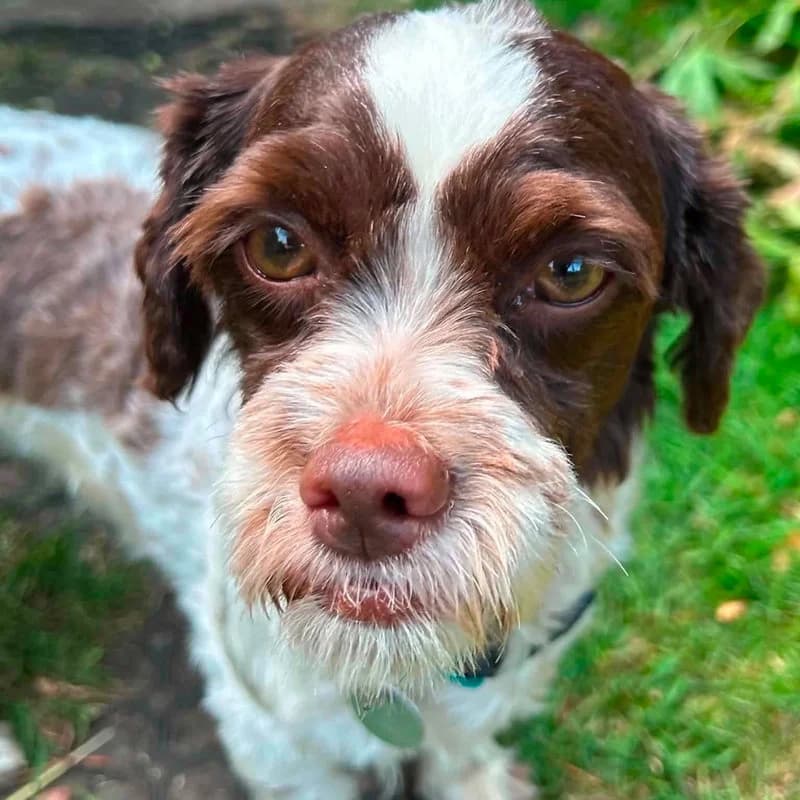 Available, Shih Tzu for adoption at Forest of Dean Dog Rescue