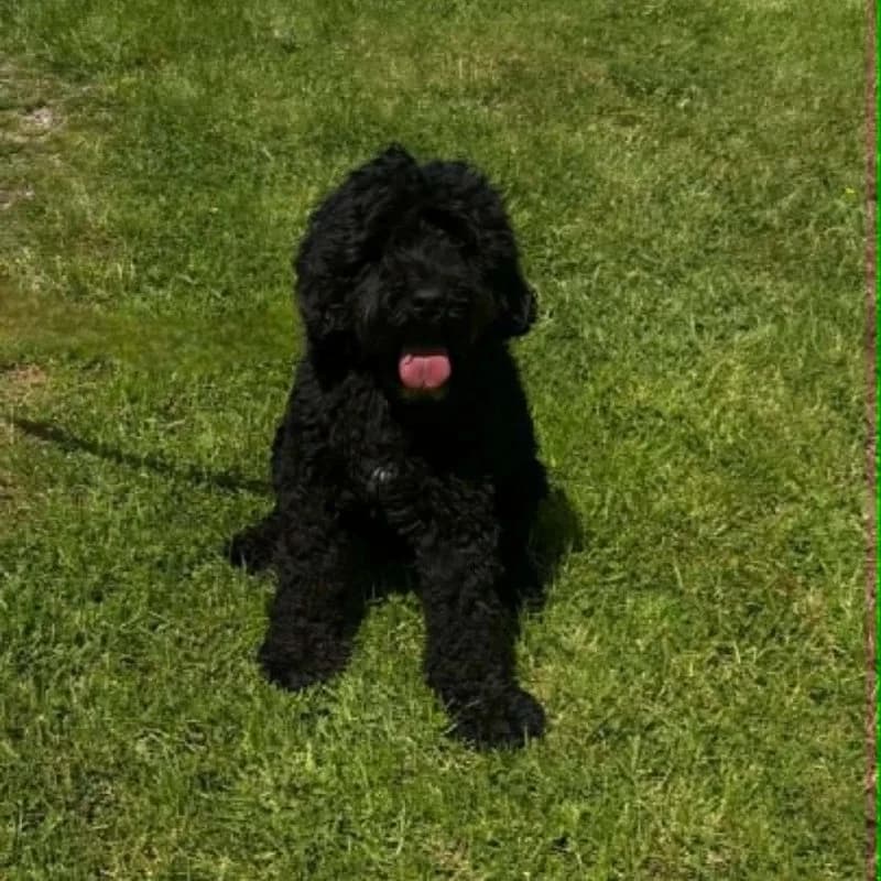 Available, Tibetan Terrier for adoption at Forest of Dean Dog Rescue