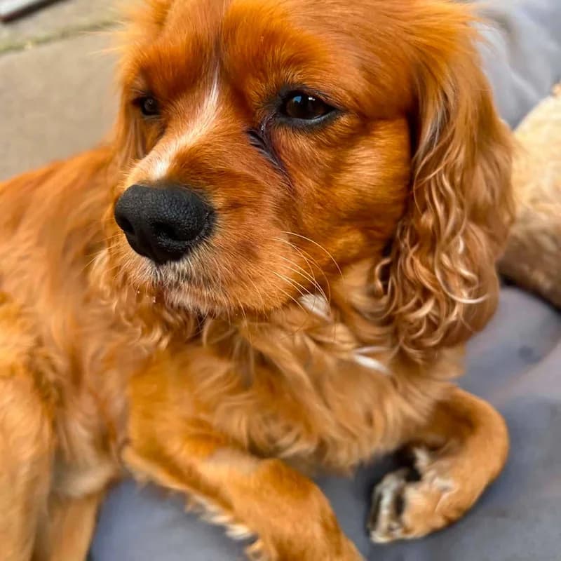 Available, Cavalier King Charles Spaniel for adoption at Forest of Dean Dog Rescue