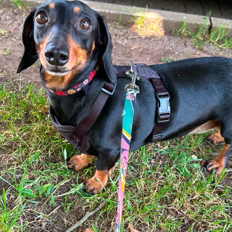 Lola, Dachshund for adoption at Forest of Dean Dog Rescue