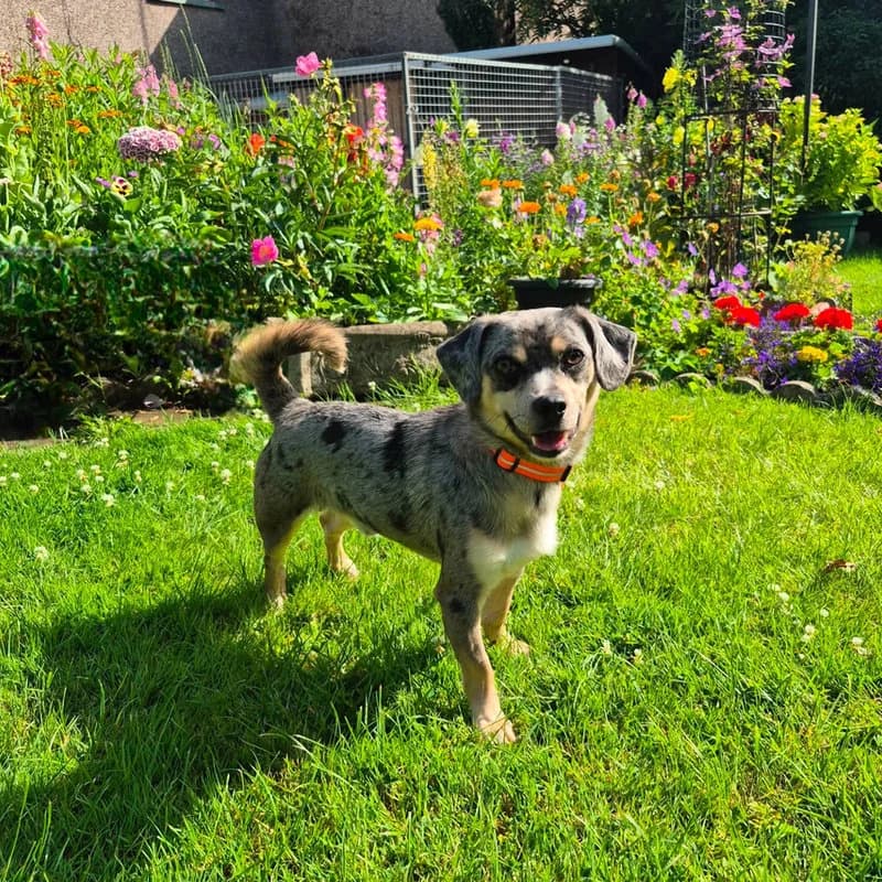 Available, Chihuahua for adoption at Forest of Dean Dog Rescue