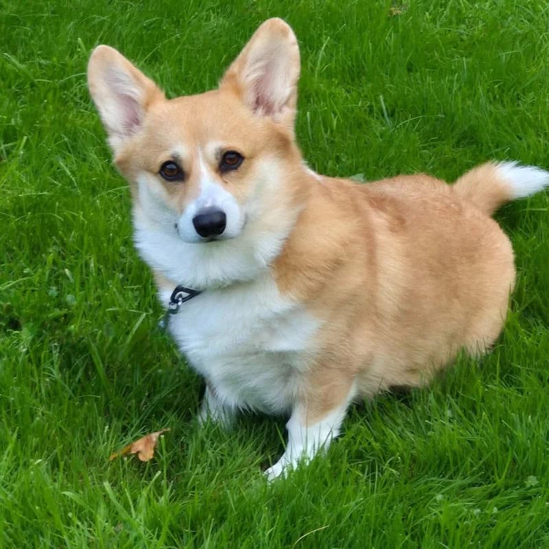 Available, Pembroke Welsh Corgi for adoption at Forest of Dean Dog Rescue