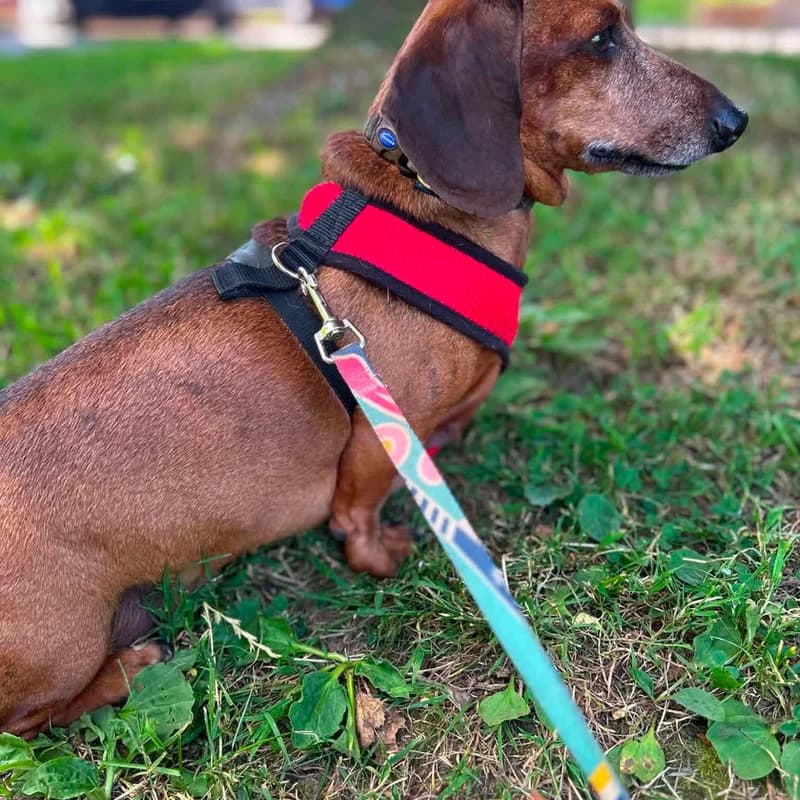 Milo, Dachshund for adoption at Forest of Dean Dog Rescue