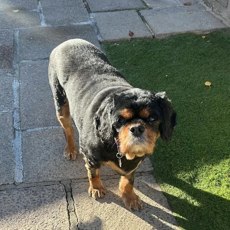 Available, Cavalier King Charles Spaniel for adoption at Forest of Dean Dog Rescue