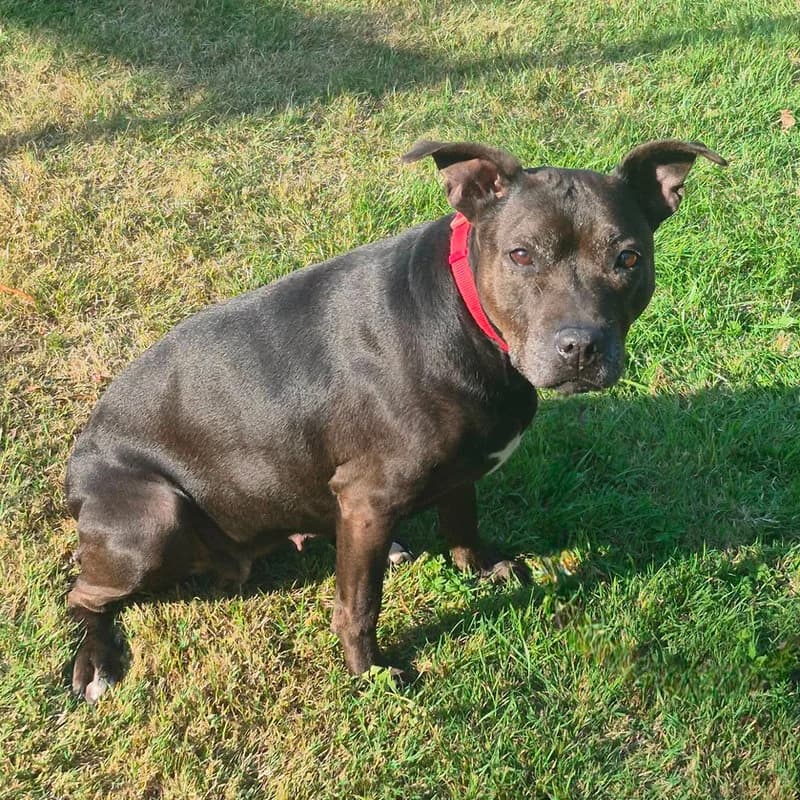 Kayla, female senior Staffordshire Bull Terrier for adoption at Forest of Dean Dog Rescue