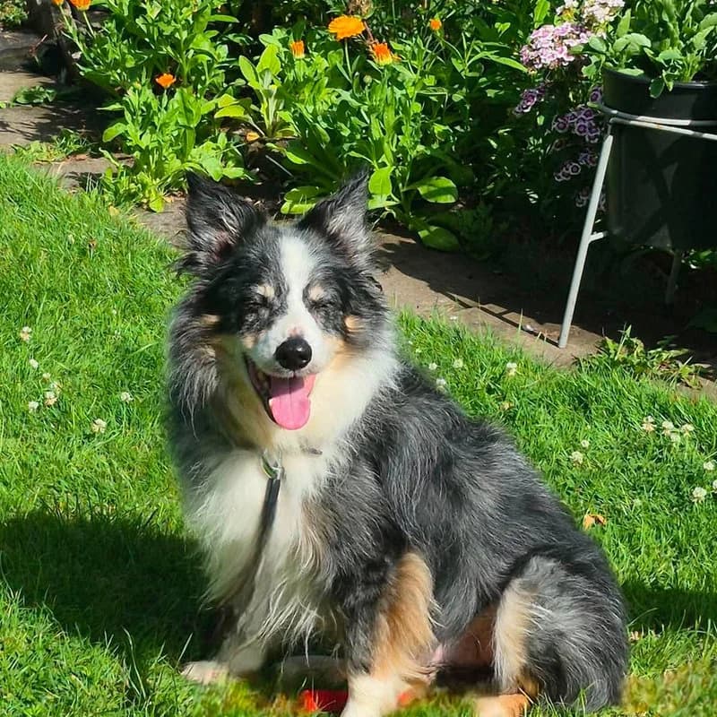 Loki, Collie for adoption at Forest of Dean Dog Rescue
