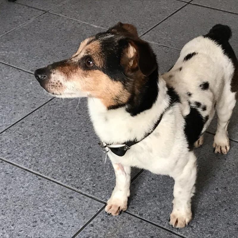 Bugsy, male Jack Russell Terrier for adoption at Forest of Dean Dog Rescue