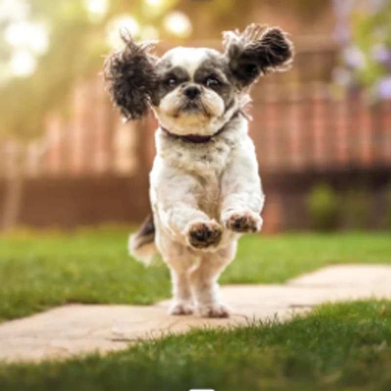 Chloe, female Shih Tzu for adoption at Forest of Dean Dog Rescue