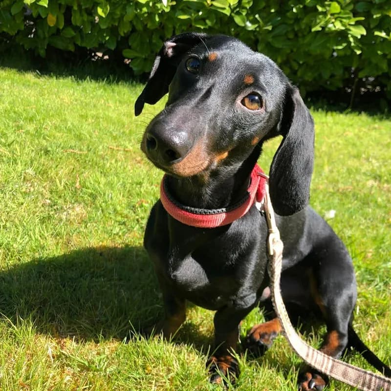Re homed, mixed breed for adoption at Forest of Dean Dog Rescue