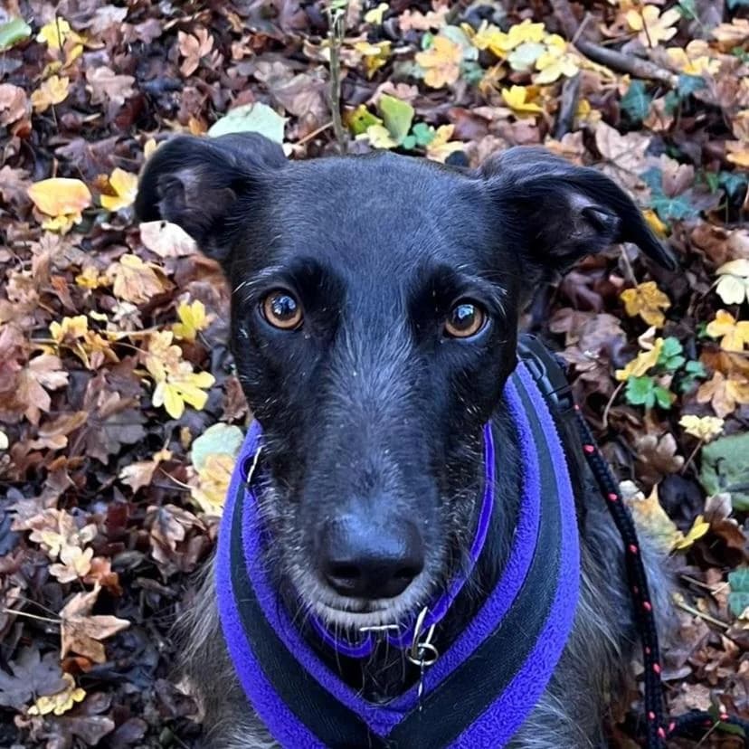 Olive, male 6yo Lurcher for adoption at Forever Hounds Trust, Cirencester