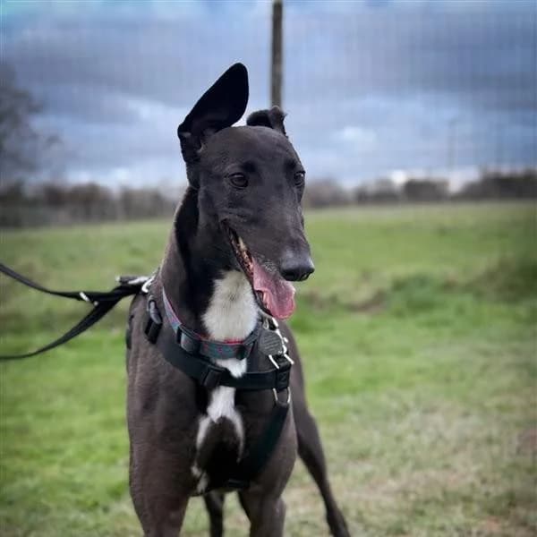 Lucy, male Greyhound for adoption at Forever Hounds Trust, Cirencester