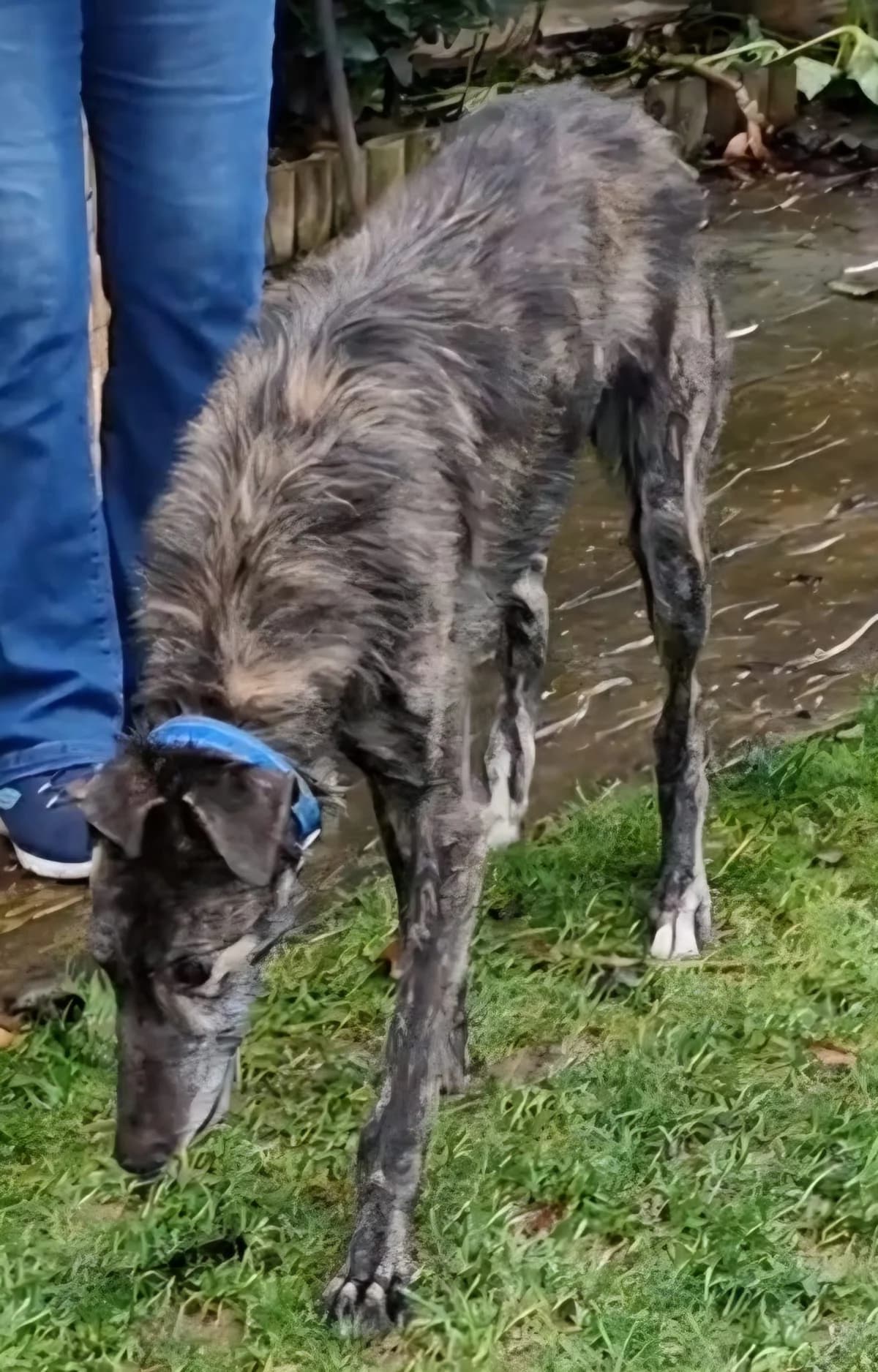 Alfie, male Lurcher for adoption at Forever Hounds Trust, Cirencester