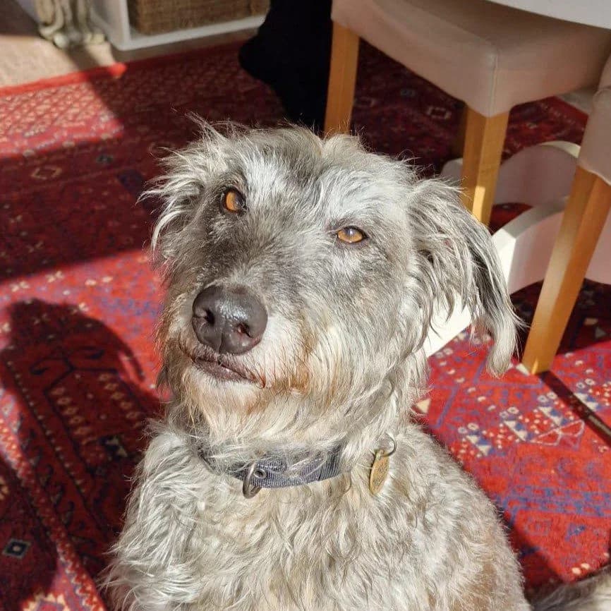 Bear, male 6yo Lurcher for adoption at Forever Hounds Trust, Cirencester