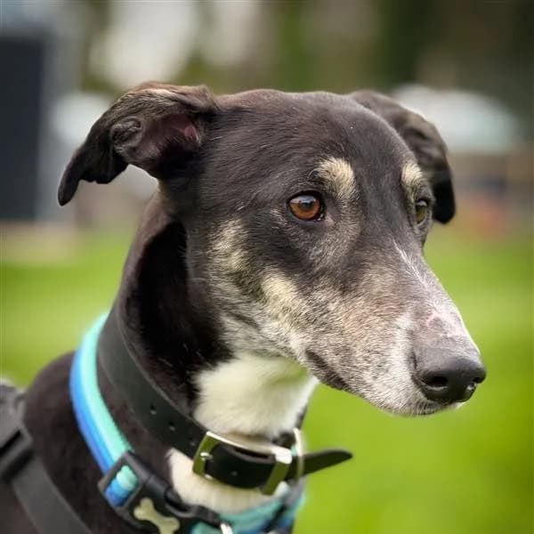 Sam, male Lurcher for adoption at Forever Hounds Trust, Cirencester