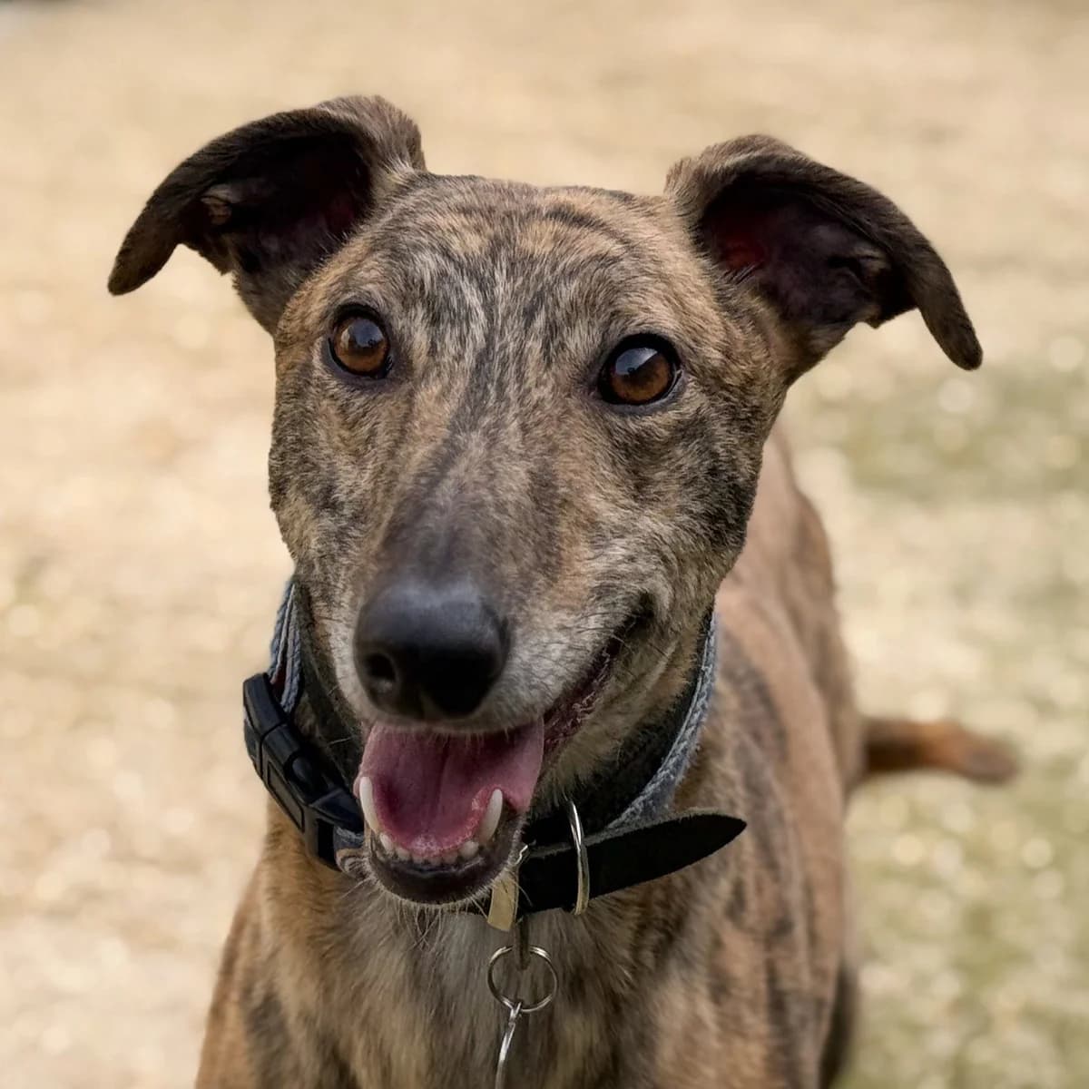 Rigsby, male Lurcher for adoption at Forever Hounds Trust, Cirencester