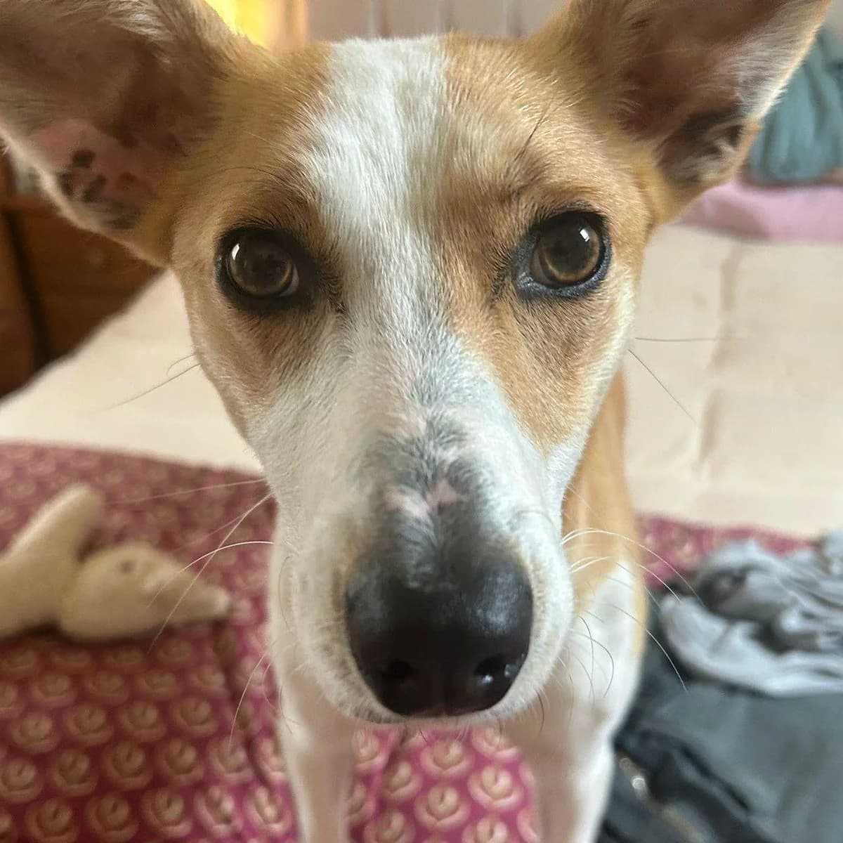 Rosie, male young Lurcher for adoption at Forever Hounds Trust, Cirencester