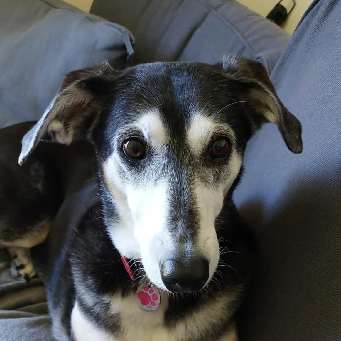 Coco, male Lurcher for adoption at Forever Hounds Trust, Cirencester