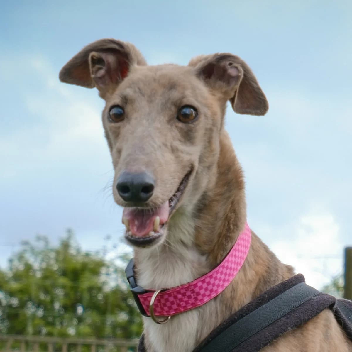 Baby, male Greyhound for adoption at Forever Hounds Trust, Cirencester