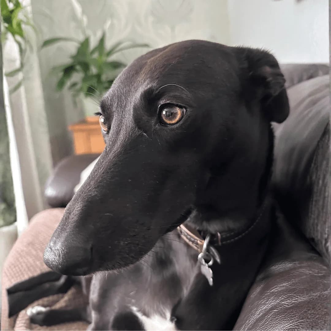 Maggie, male Lurcher for adoption at Forever Hounds Trust, Cirencester