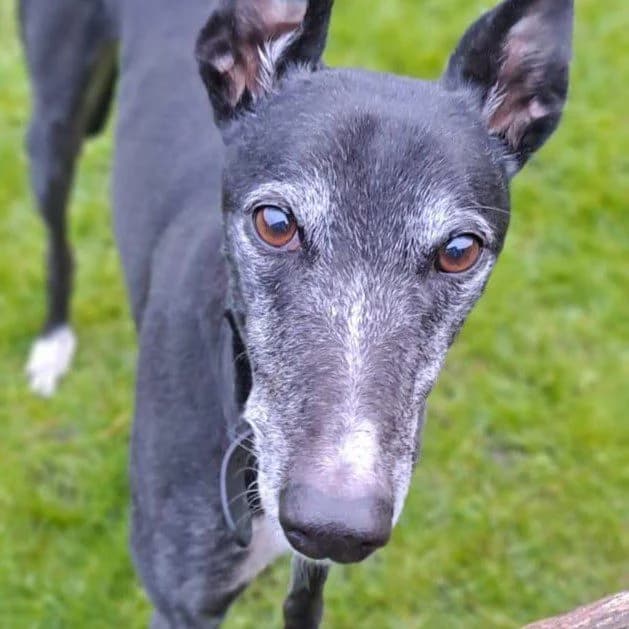 Hero, male Greyhound for adoption at Forever Hounds Trust, Cirencester