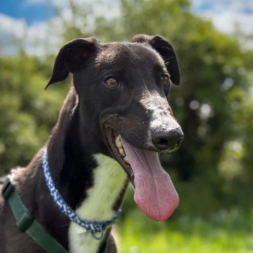James, male Greyhound for adoption at Forever Hounds Trust, Cirencester