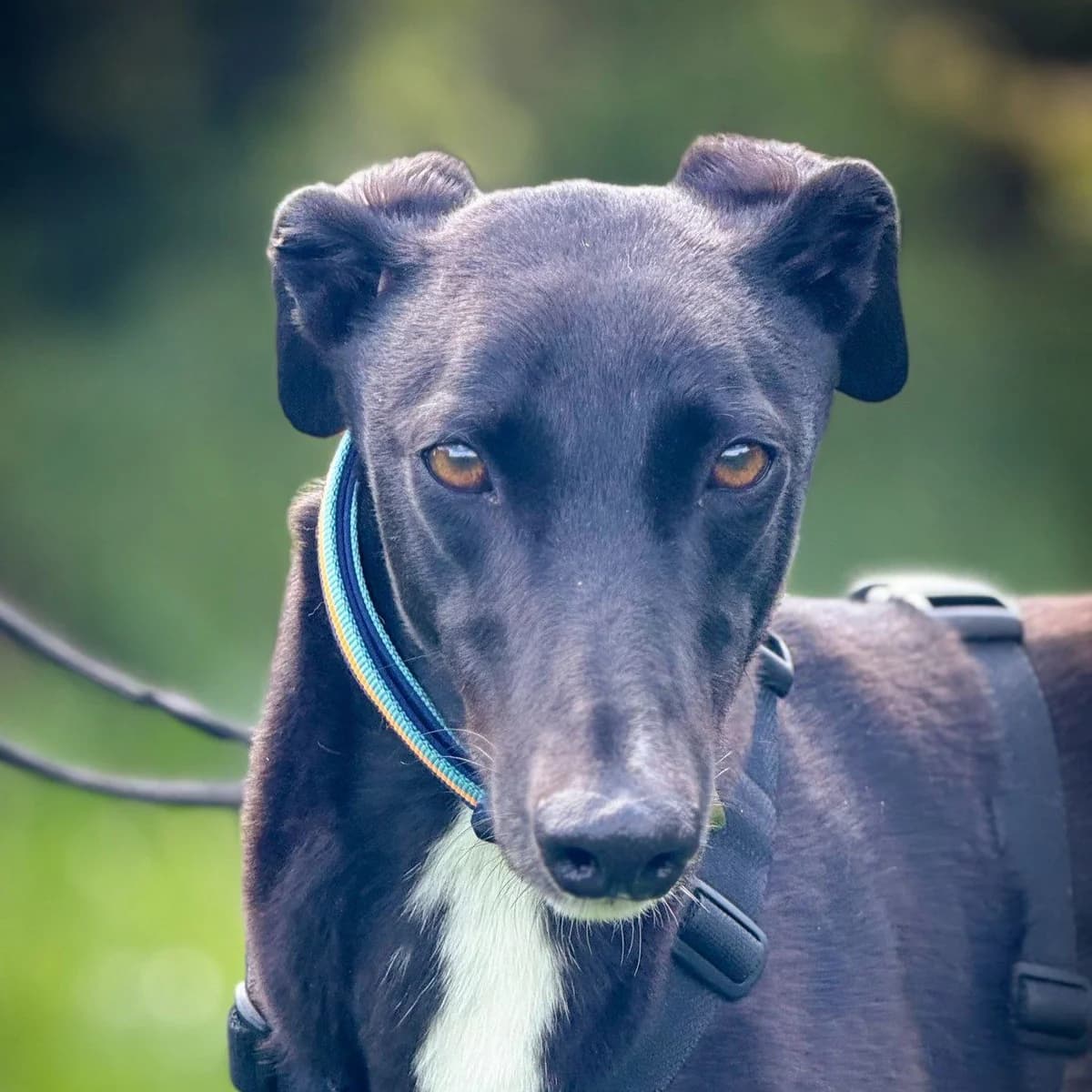 Diago, male Greyhound for adoption at Forever Hounds Trust, Cirencester