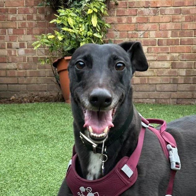 Roo, male Greyhound for adoption at Forever Hounds Trust, Cirencester
