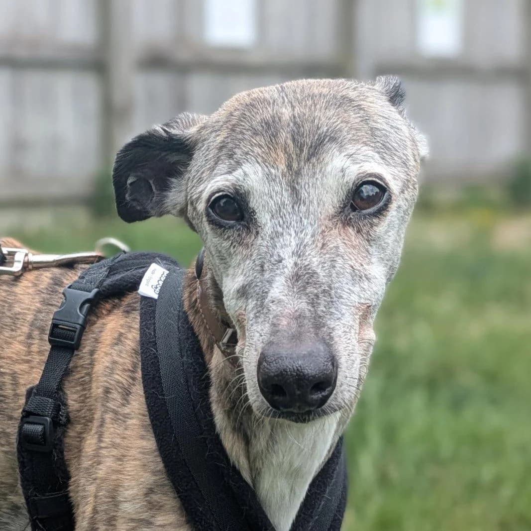 Peanut, male Whippet for adoption at Forever Hounds Trust, Cirencester