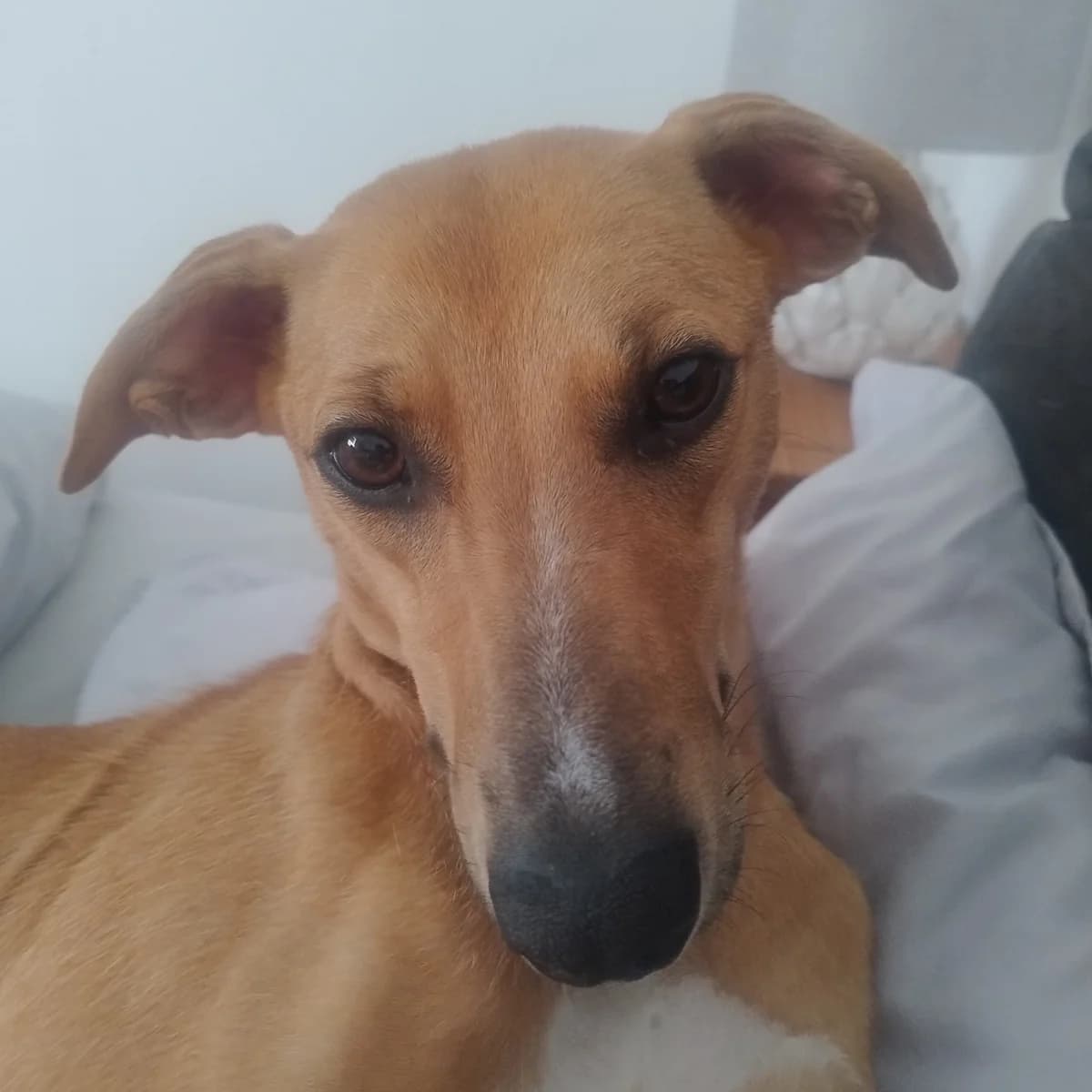 Fern, male puppy Lurcher for adoption at Forever Hounds Trust, Cirencester