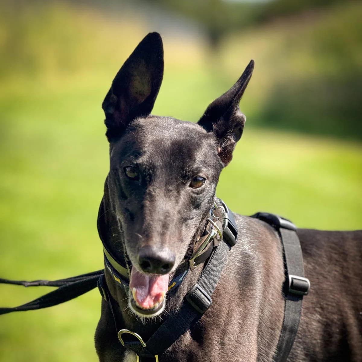 Albie, male Greyhound for adoption at Forever Hounds Trust, Cirencester