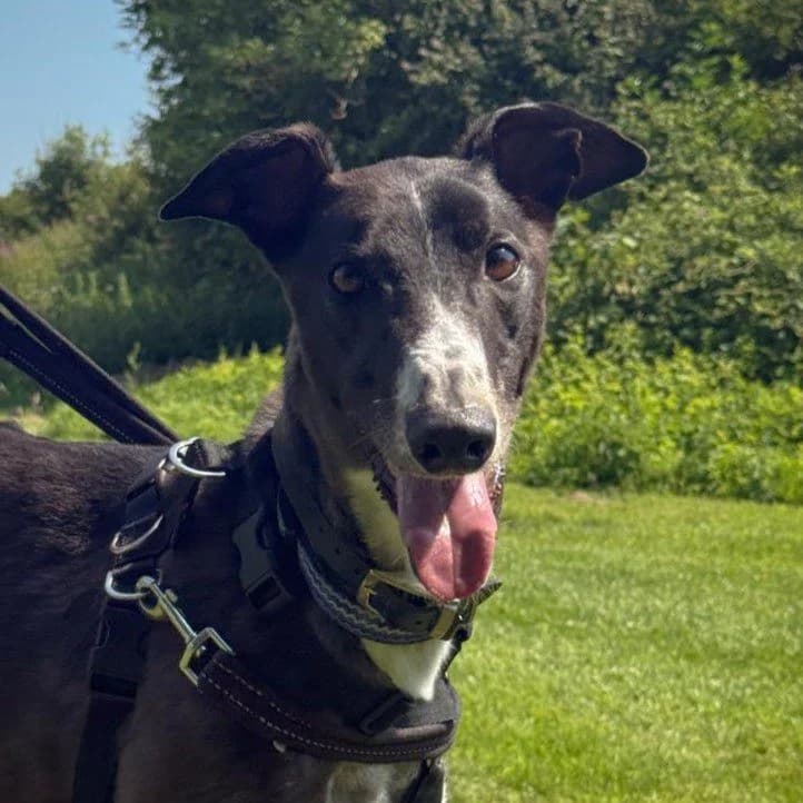 Curley, male Greyhound for adoption at Forever Hounds Trust, Cirencester