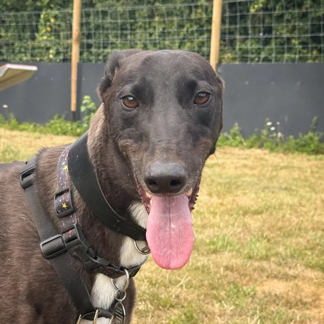 Merry, male Greyhound for adoption at Forever Hounds Trust, Cirencester