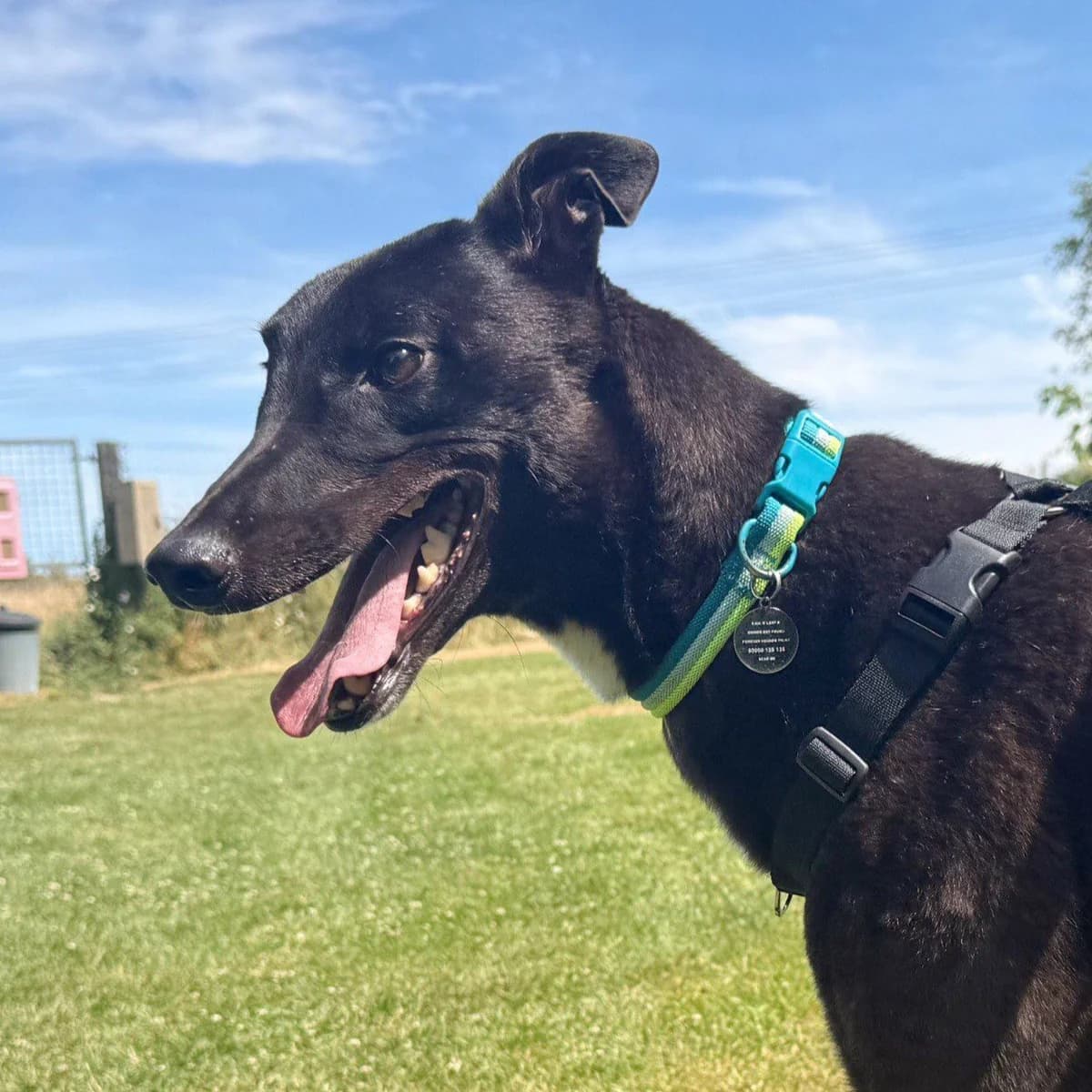 Sonny, male Greyhound for adoption at Forever Hounds Trust, Cirencester