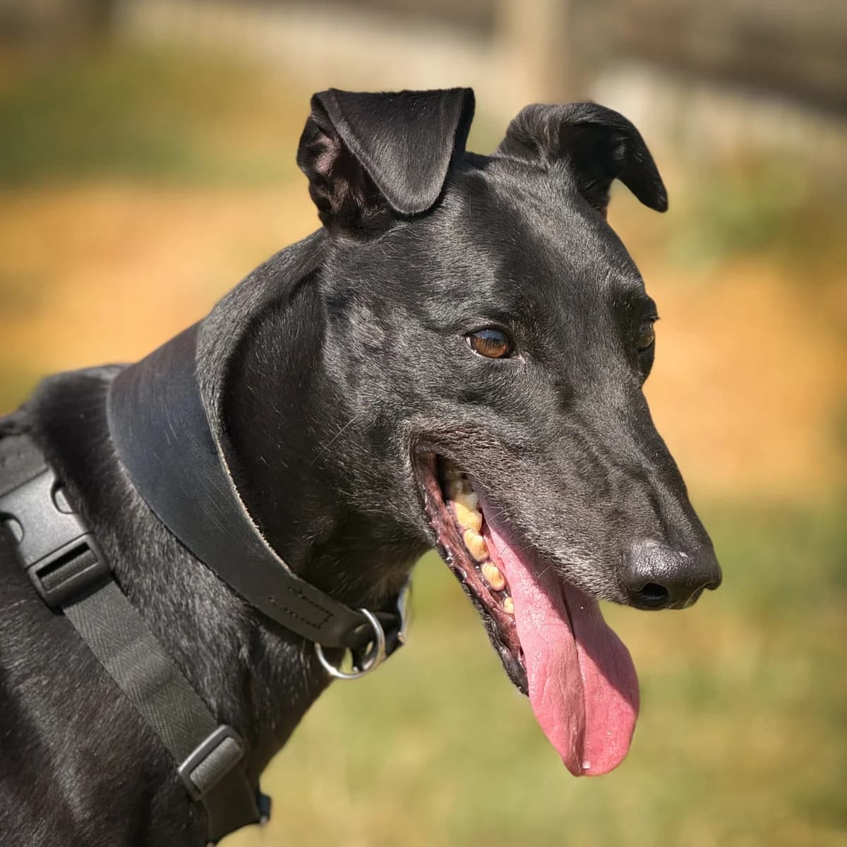 Gordo, male Greyhound for adoption at Forever Hounds Trust, Cirencester