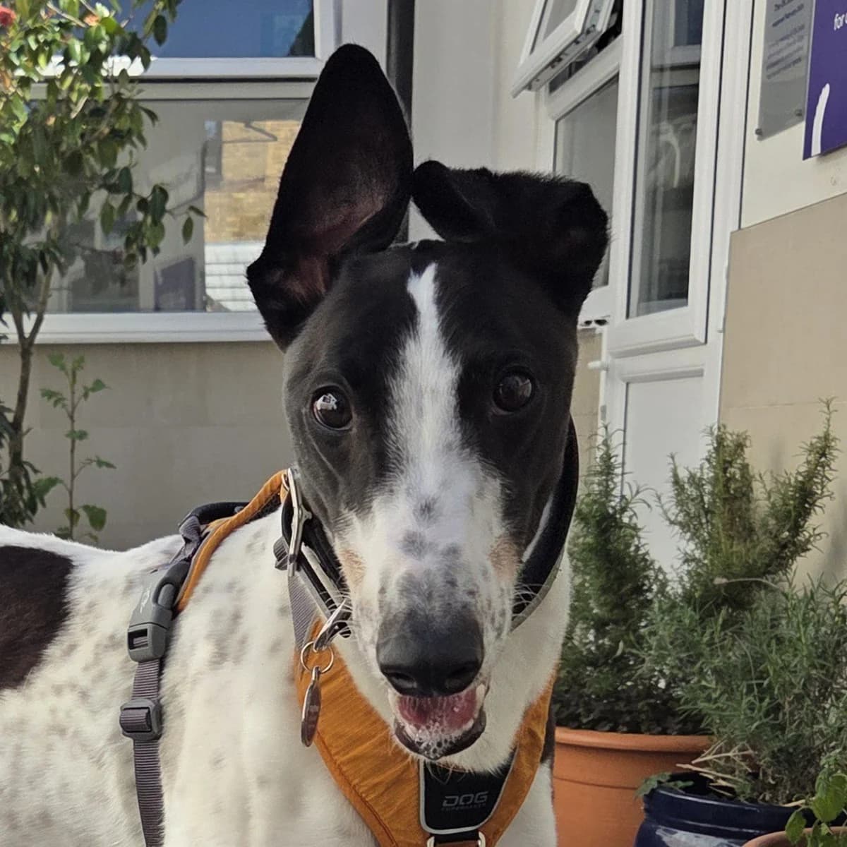 Tim, male Greyhound for adoption at Forever Hounds Trust, Cirencester