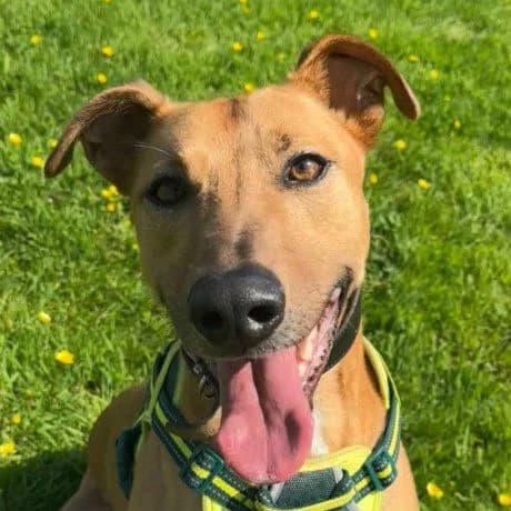 Ned, male Lurcher for adoption at Forever Hounds Trust, Cirencester